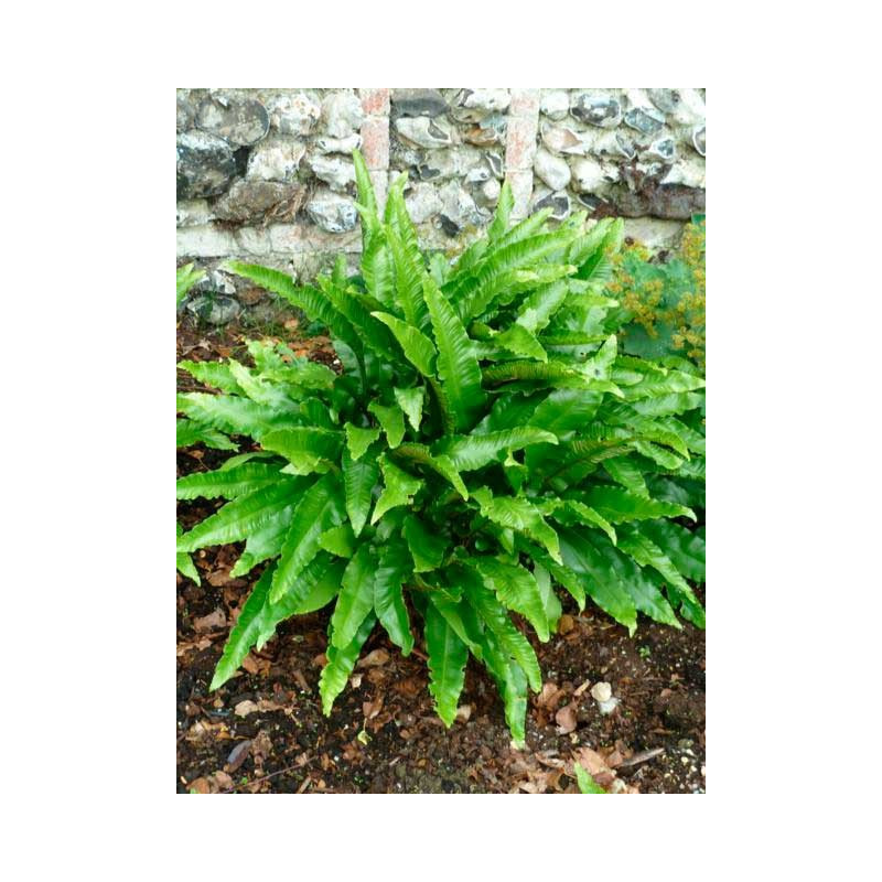 forme de l'asplenium scolopendrium forme de l'asplenium scolopendrium
