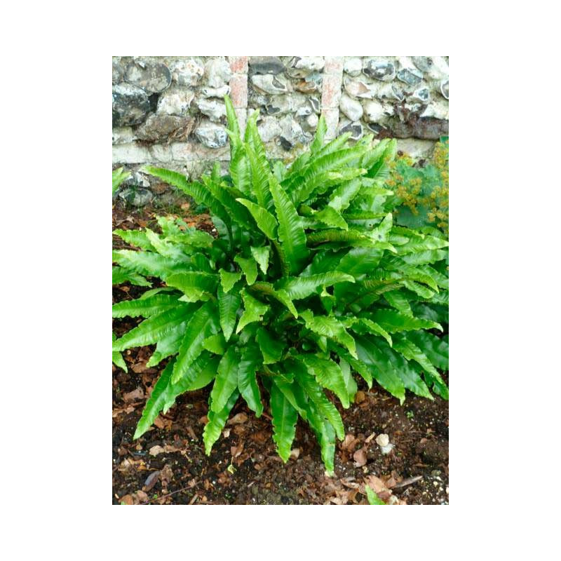 forme de l'asplenium scolopendrium