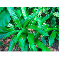 feuilles de l'asplenium scolopendrium - persistantes