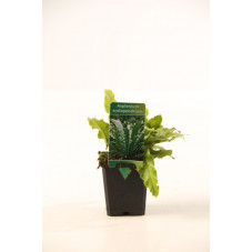 asplenium en pot de 9 cm