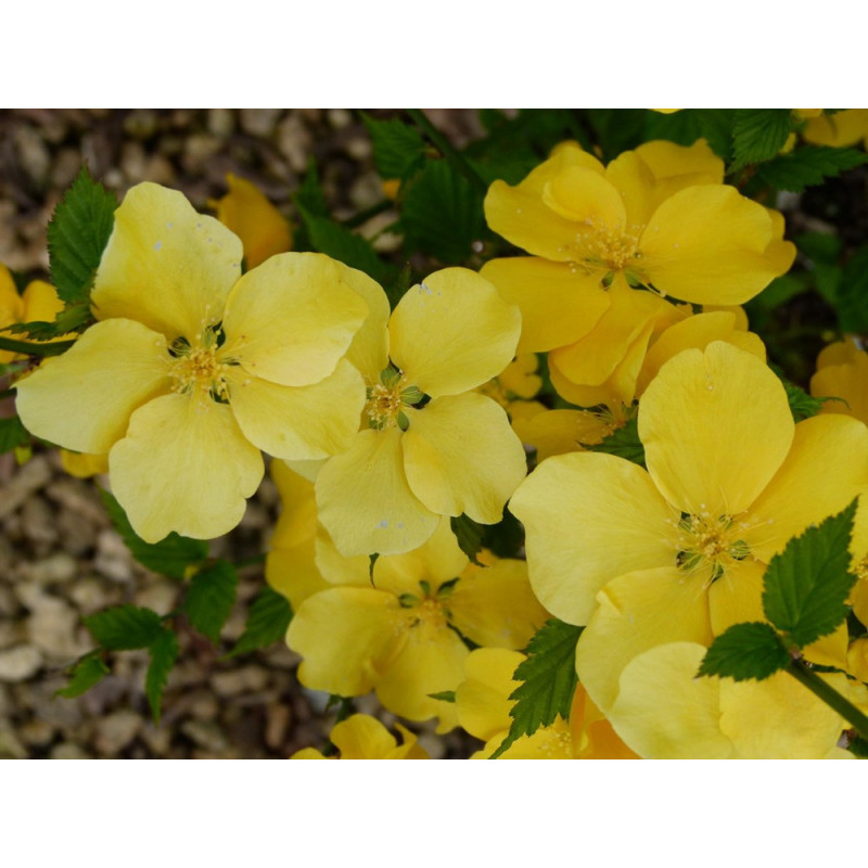 fleurs au printemps de la corête du Japon Golden Guinea