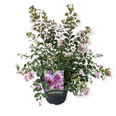 lilas des Indes petite pink rose 60/80 cm, pot de 10 litres