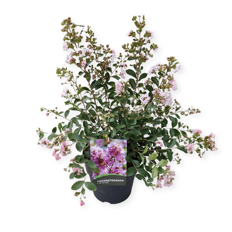 lilas des Indes petite pink rose 60/80 cm, pot de 10 litres