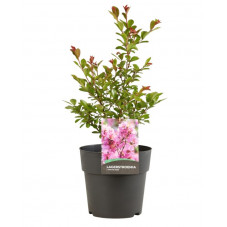 lilas des Indes 60/80 cm petite pink en pot de 10 litres