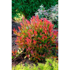 leucothoe little flamme - feuillage au printemps