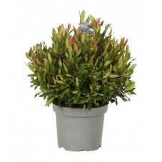 leucothoe little flames en pot de 5 litres 40/50 cm