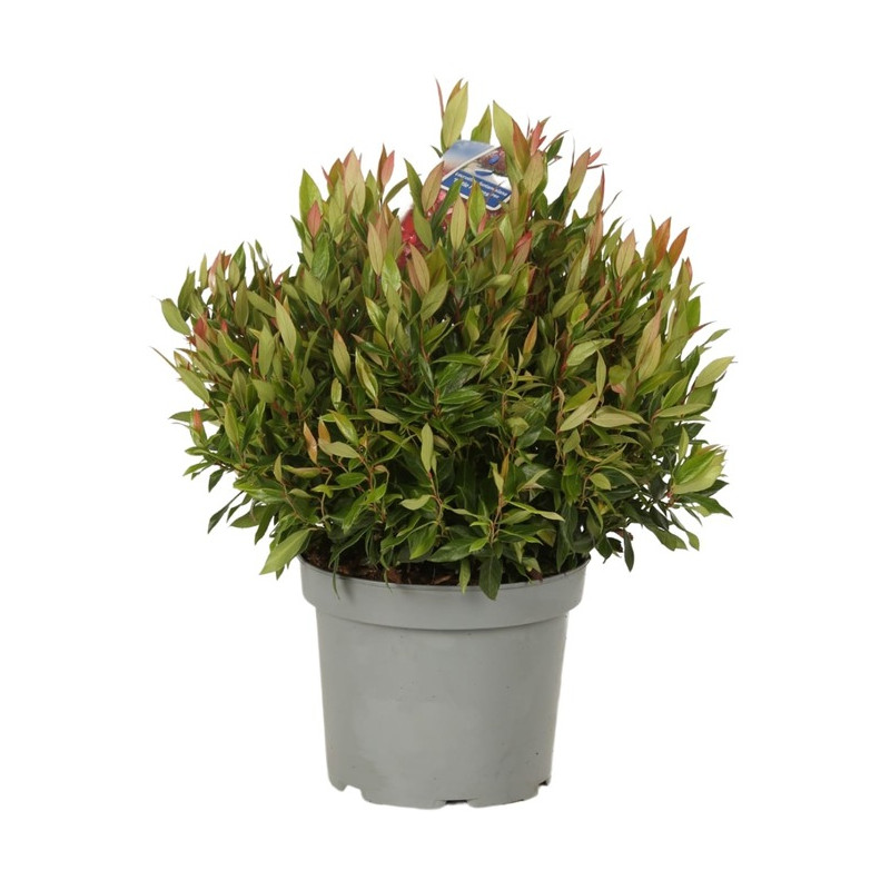 leucothoe little flames en pot de 5 litres 40/50 cm