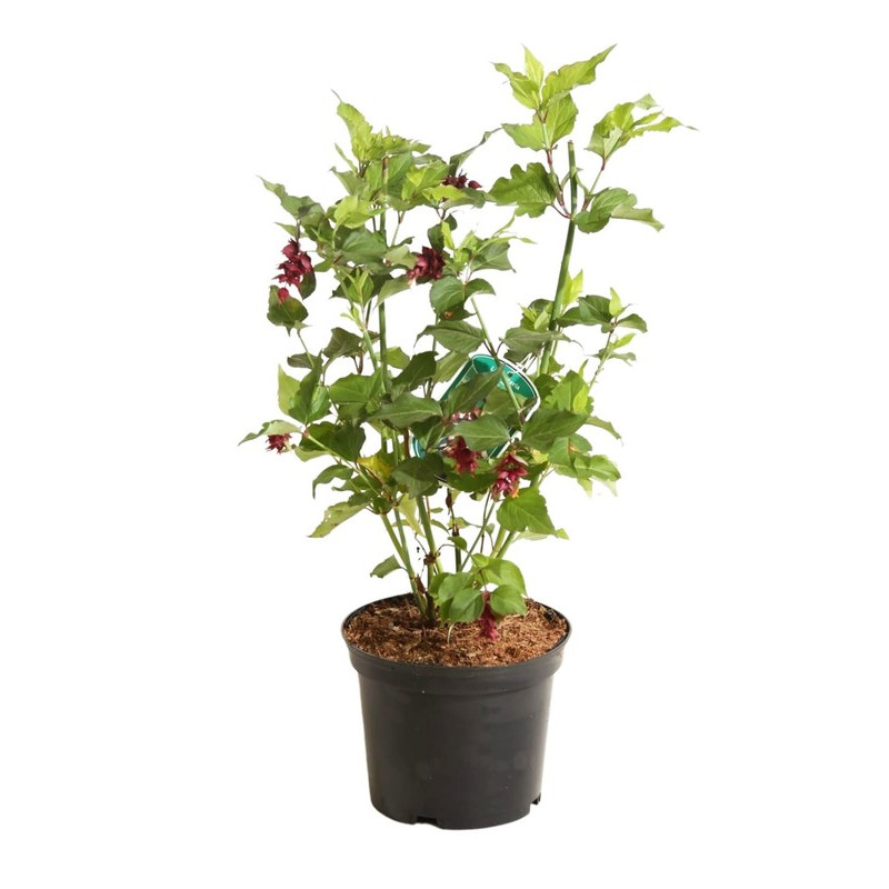 arbre aux faisans purple rain en pot de 3 litres 40/50 cm arbre aux faisans purple rain en pot de 3 litres 40/50 cm