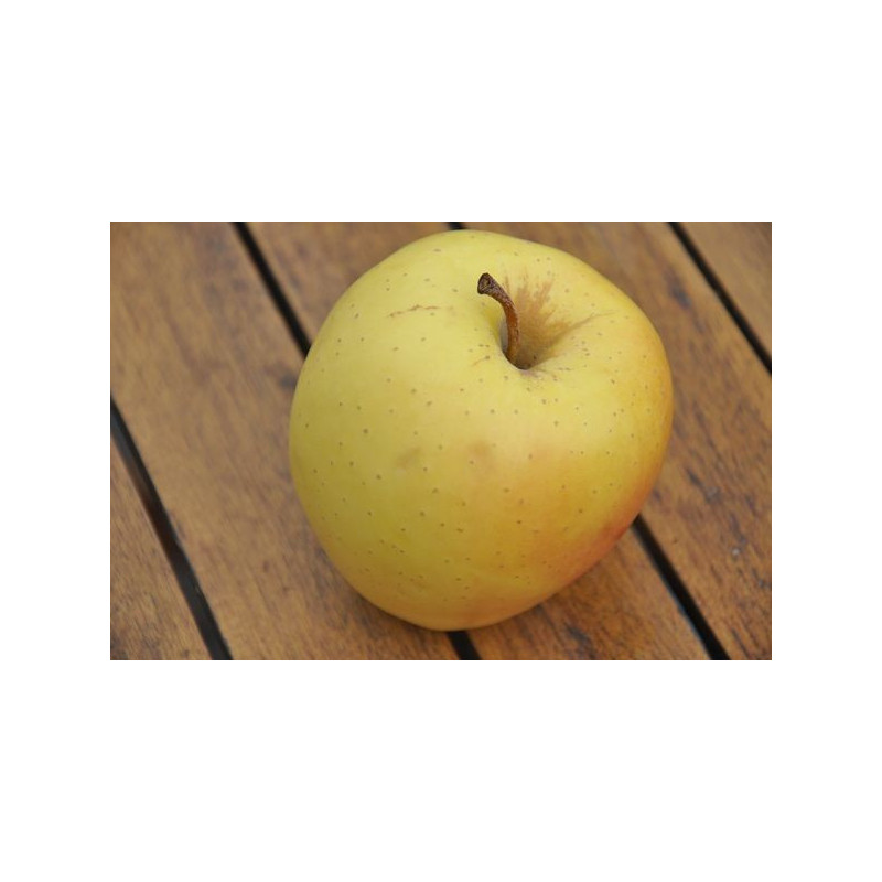 Pommier "golden délicious" Pommier "golden délicious"