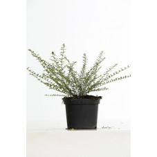 chèvrefeuille nain Silver Beauty en pot de 2 litres 40/50 cm