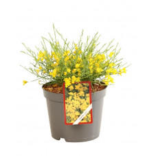 genet de Lydie - genista lydia en pot de 3 litres