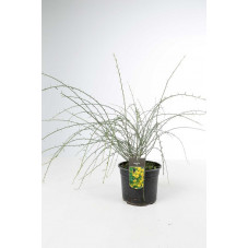 genet de Lydie - genista lydia en pot de 1.5 litres