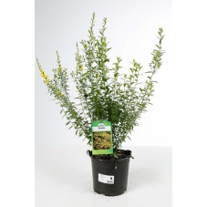 genet des teinturiers royal gold en pot de 3 litres