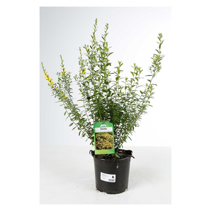 genet des teinturiers royal gold en pot de 3 litres