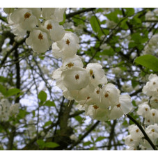 fleurs de l'arbres aux cloches d'argent au printemps