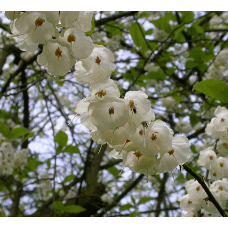 fleurs de l'arbres aux cloches d'argent au printemps