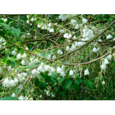 arbre aux cloches d'argent - floraison avant les feuilles