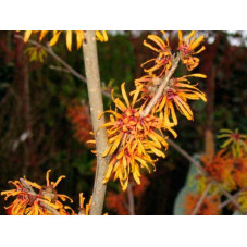 hamamelis jelena - noisetier des sorcières - fleurs hivernales en janvier février