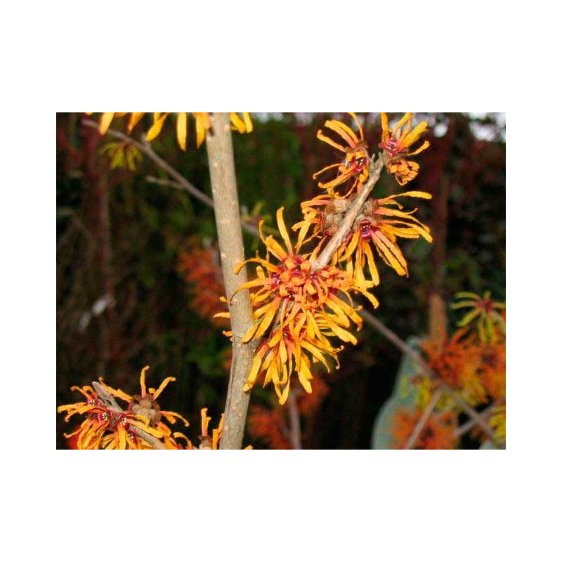 hamamelis jelena - noisetier des sorcières - fleurs hivernales en janvier février