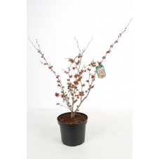 hamamelis Jelena 100/120 cm en pot de 7.5 litres