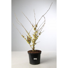 hamamelis pallida - noisetier de sorcières 60/80 cm pot de 12 litres