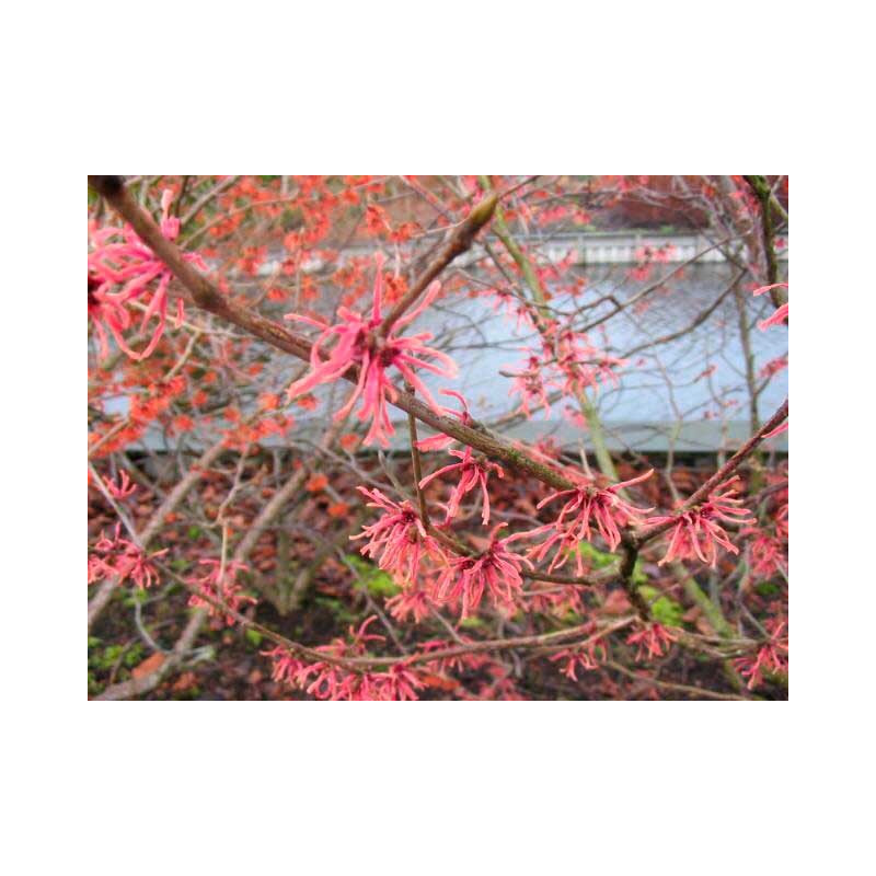 noisetier de sorcières ruby glow fleurs en janvier février noisetier de sorcières ruby glow fleurs en janvier février
