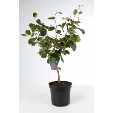 noisetier de sorcières ruby glow taille 60/80 cm - hamamelis pot de 6 litres