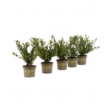 houx crénelé dark green en pot de 9 cm - 20/25 cm