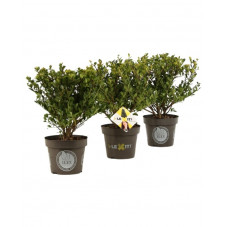 houx crénelé dark green en pot de 1 litres 30/40 cm