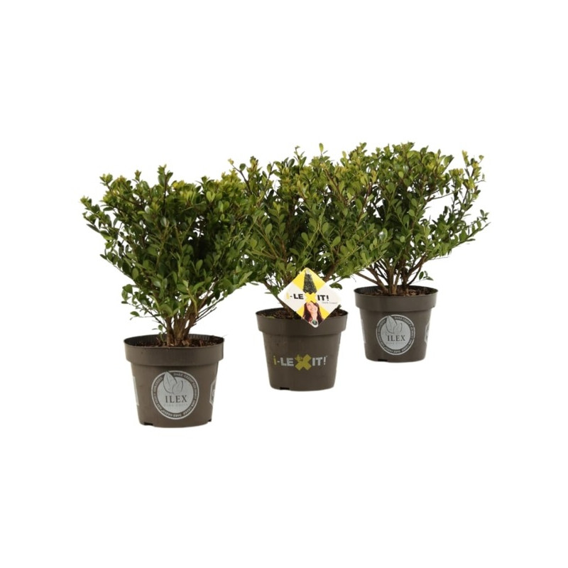 houx crénelé dark green en pot de 1 litres 30/40 cm