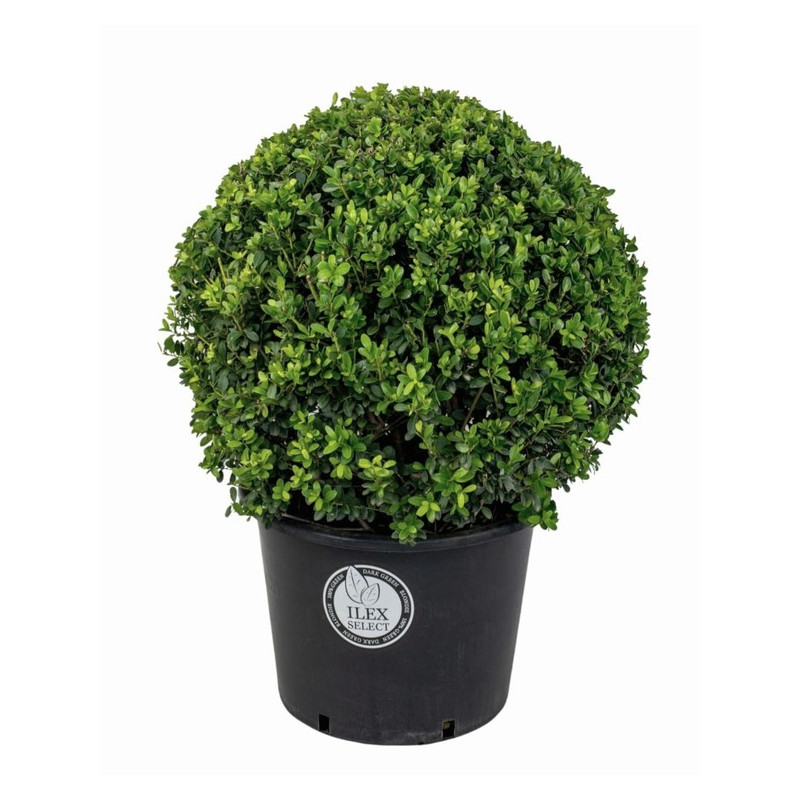 houx crénelé taillé en boule diam. 50 cm - pot de 5 litres