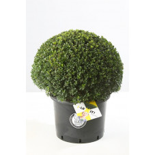 houx crénelé Dark Green taillé en boule diam. 60 cm pot de 10 litres