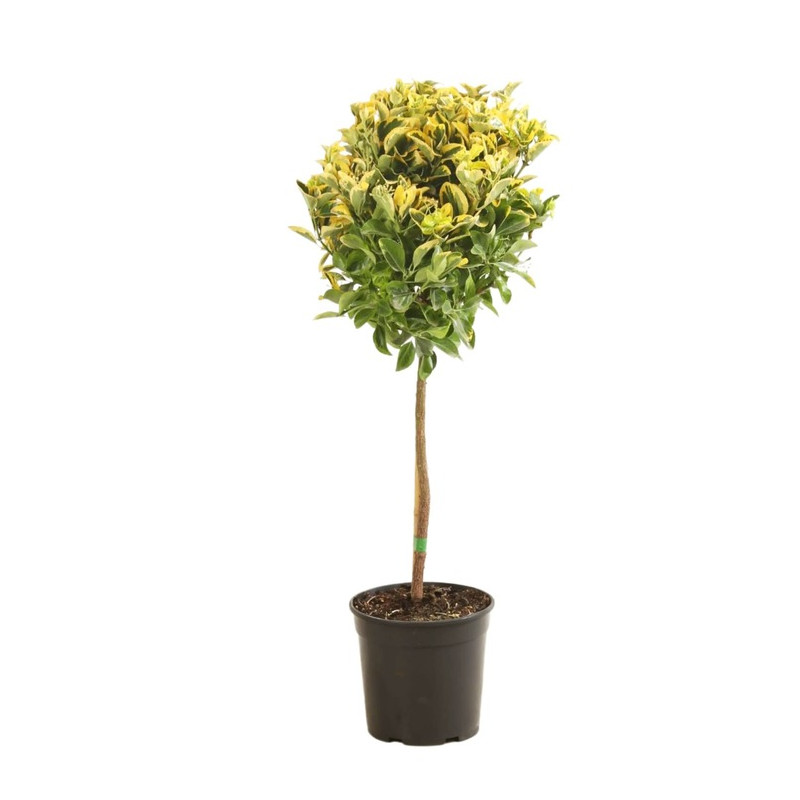fuasin doré en 1/4 de tige - 120 cm pot diam. 21 cm fuasin doré en 1/4 de tige - 120 cm pot diam. 21 cm