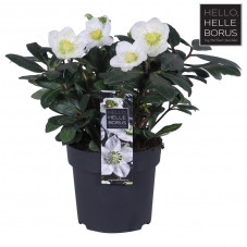 hellebore du niger chrismas Carol en pot de 15 cm - floraison de décembre à avril