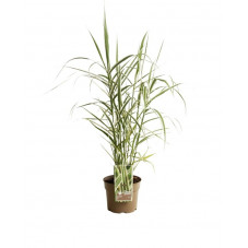 arundo ely - canne de Provence en pot de 3 litres en juin