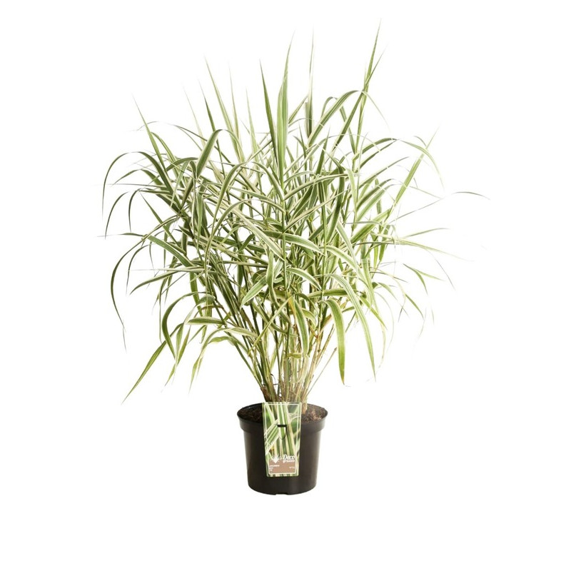 arundo - canne de Provence ely en pot de 7.5 litres en mai juin