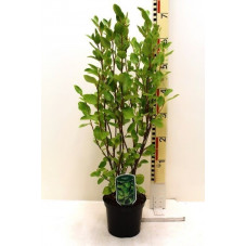 griselinia littoralis en pot de 3 litres 60/70 cm