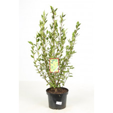 griselinia littoralis en pot de 7.5 litres 100/120 cm