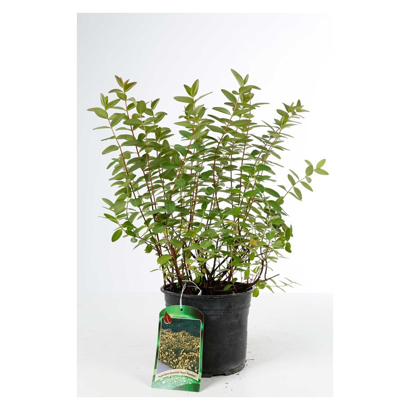 millepertuis Peter Dummer 50/70 cm en pot de 3 litres. millepertuis Peter Dummer 50/70 cm en pot de 3 litres.