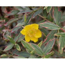 fleurs et feuillage du millepertuis tricolor floraison juin à septembre