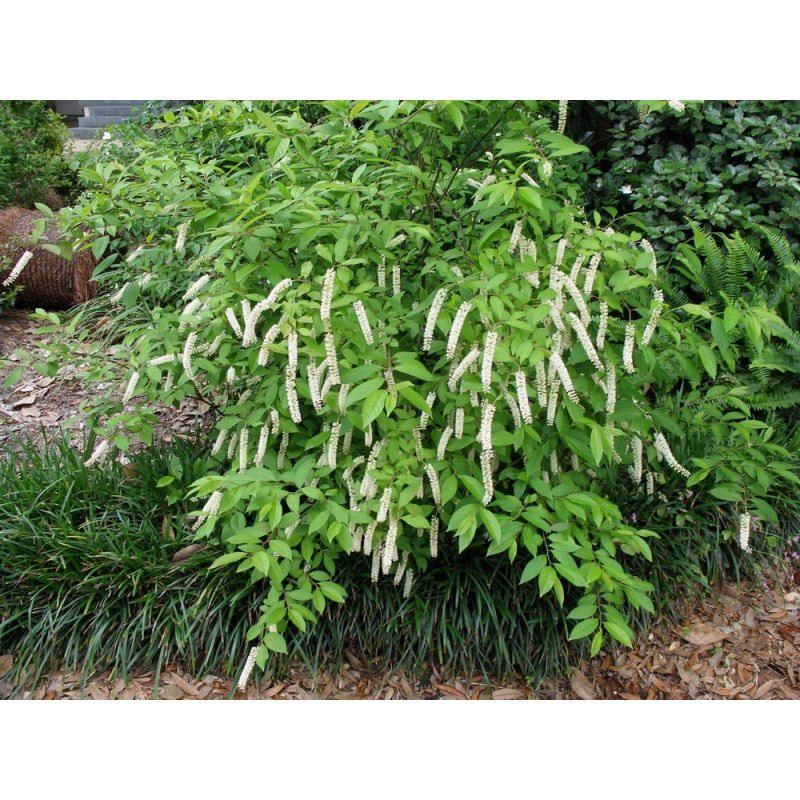 itea de Virgnie Henry's Garnet buisson itea de Virgnie Henry's Garnet buisson