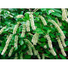 itea de Virginie Henry's Garnet fleurs en juin juillet