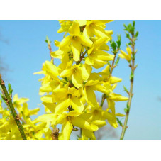 fleurs du forsythia courtaneur - floraison abondante février mars