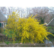 forsythia spectabilis - mimosa de Paris fleuri en mars en gros buisson