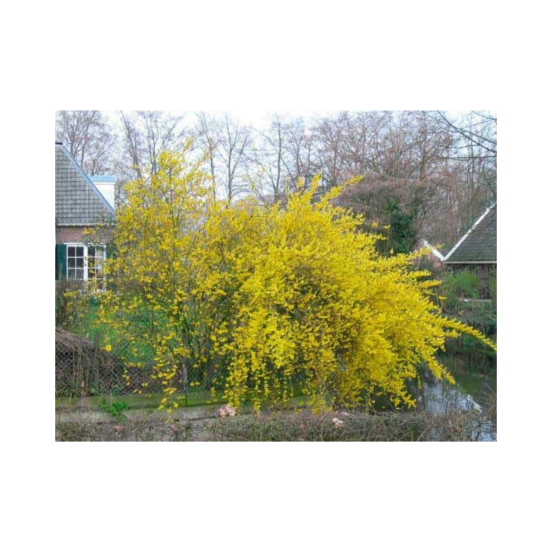 forsythia spectabilis - mimosa de Paris fleuri en mars en gros buisson