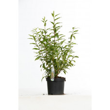 forsythia spectabilis en pot de 3 litres 50/70 cm en feuilles
