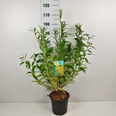 forsythia spectabilis en pot de 6 litres 80/100 cm en feuilles