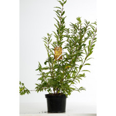 forsythia spectabilis en pot de 7.5 litres 80/100 cm en feuilles