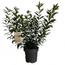 forsythia spectabilis en pot de 6 litres 100/120 cm en feuilles