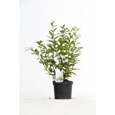 forsythia lynwood en pot de 3 litres avec feuilles